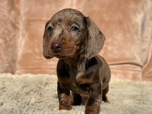 Zuckersüße Dackel welpen Zwergdackel Welpen 