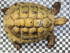 adultes Pärchen Griechische Landschildkröten