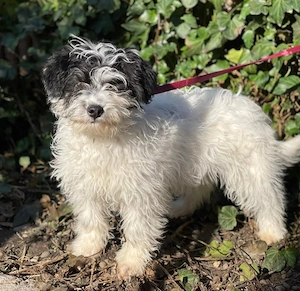 PATCH - sanfte Seele sucht seine Menschen (wartet in Rumänien)