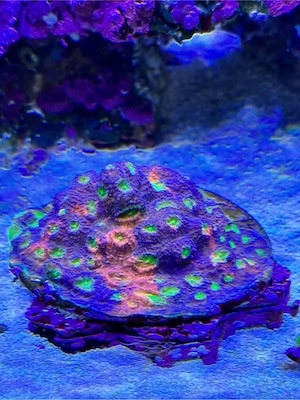 Chalice Rainbow Bild 2