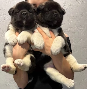 Einzigartige American Akita Welpen