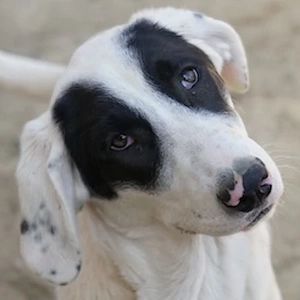 Pinotage, geb. ca. 09 2025, lebt in GRIECHENLAND, auf einer privaten Pflegestelle