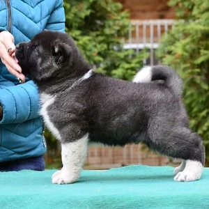 Einzigartige American Akita Welpen