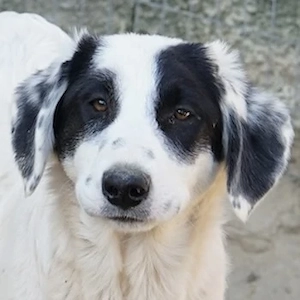 Sauvignon Blanc, geb. ca. 09 2025, lebt in GRIECHENLAND, auf einer privaten Pflegestelle