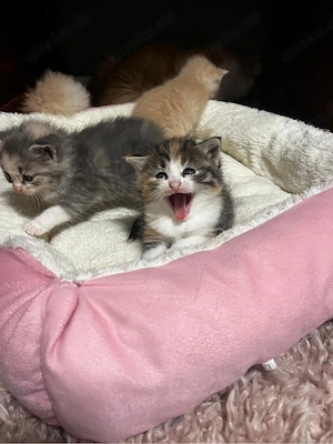 BLH bkh Kitten