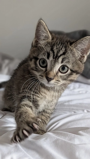 BKH Prinzessinen suchen Zuhause  Bild 3