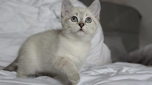 BKH Prinzessinen suchen Zuhause  Bild 4