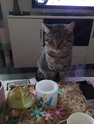 Fellnase sucht neues heim