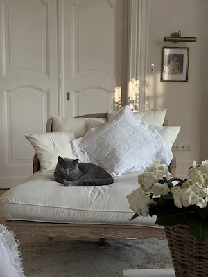 Katze BKH Kater 11 Monate jung weiß und blau