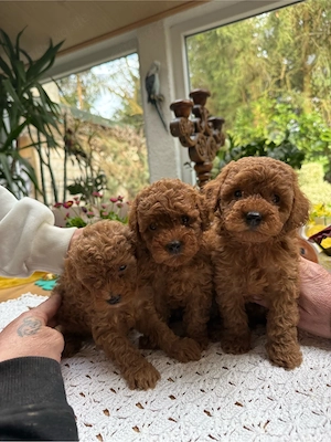 Zwergpudel Welpen in Rot Apricot- liebevoll aufgezogen, geimpft & bereit für ein tolles Zuhause