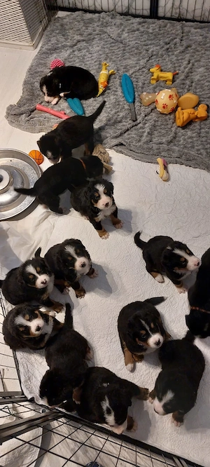 Berna Sennen Welpen - Hobbyzucht