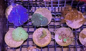 Weichkorallen abzugeben