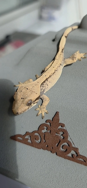 0.0.1 Kronengecko Correlophus ciliatus 