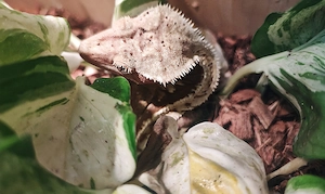 Wir nehmen Kronengeckos auf