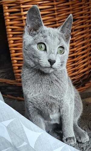 Russisch Blau Kitten
