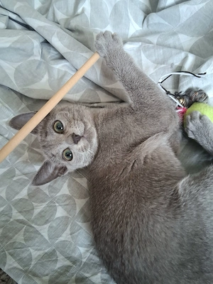 Russisch Blau Kitten