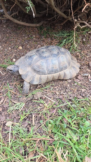 Breitrandschildkröte männlich 18 Jahre