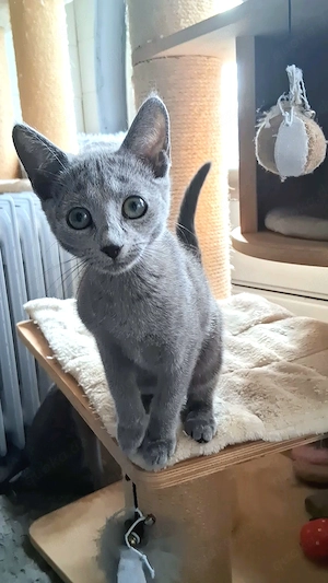 Russisch Blau Mädchen