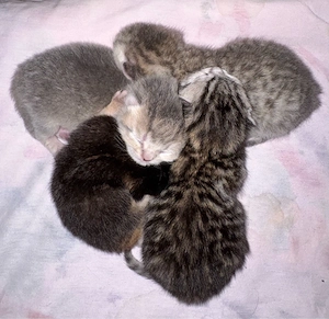 Wunderschöne reinrassige BKH Kitten suchen ein liebevolles Zuhause   