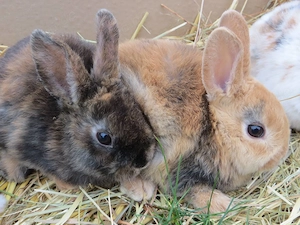 Kleinrex Zwergkaninchen Babys mit samtweichem Fell aus liebevoller Hand-zu zweit für 90 Euro