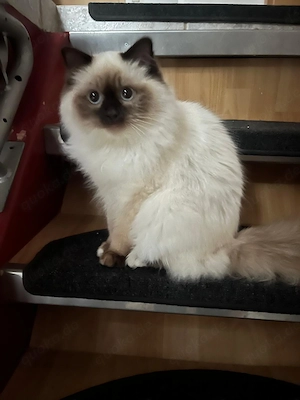 Heilige Birma, sehr hübsch 