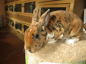 Besonderer, neuer Farbschlag: Kleinrex Kaninchen in gepardfarbig-schwarz-gelb-weiß geimpft
