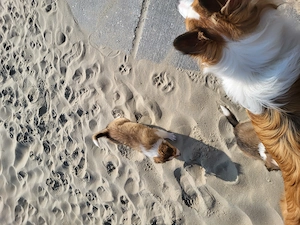 Collies amerikanisch