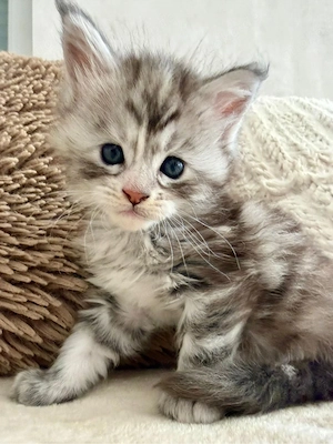 Reinrassiges Maine Coon Girl typvoll