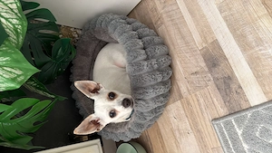 Chihuahua Malteser mix 