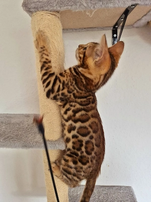 Abgabebereit Süße reinrassige Bengal Kittens 