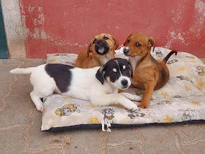 Susanna sucht ihr Zuhause (noch auf Sardinien) Bild 5