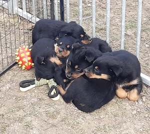 Rottweiler Mix Welpen 