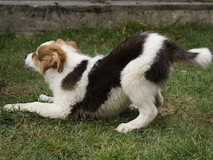 Angelo sucht sein Zuhause