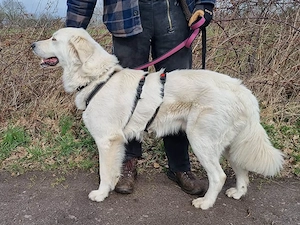 Alex sucht sein Zuhause