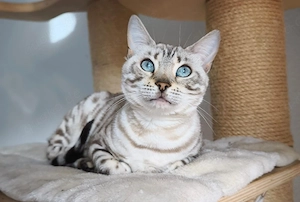 snow bengal katze 