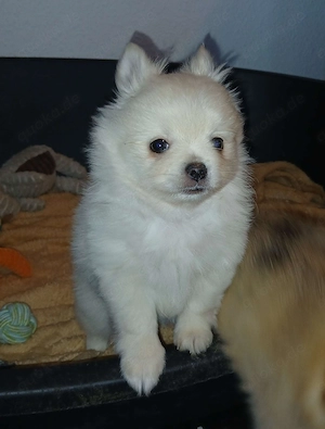 Pomchi Prinzessin in weiß-creme sucht noch ihr Traumschloss