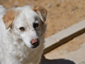 April sucht ihr Zuhause (noch auf Sardinien)