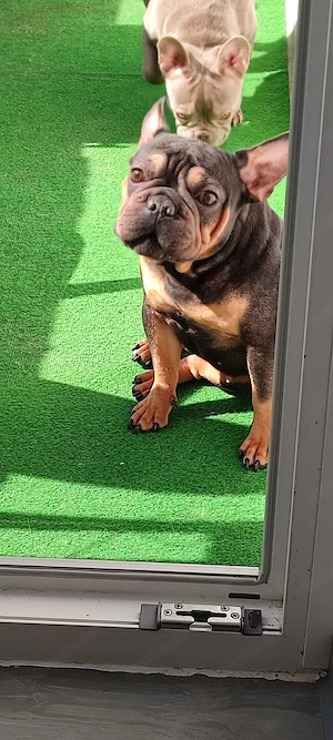 ein Mädchen sucht ein neues zu Hause