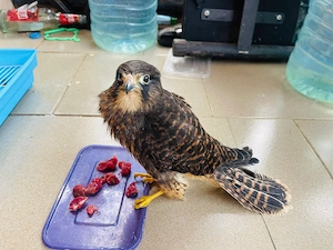 Neuseeländische Falken (Kestrels) zu verkaufen   