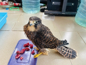 Neuseeländische Falken (Kestrels) zu verkaufen   *
