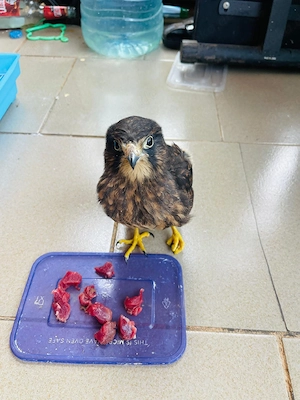 Neuseeländische Falken (Kestrels) zu verkaufen   *  