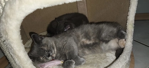 BKH Kitten Weibchen und Männchen 