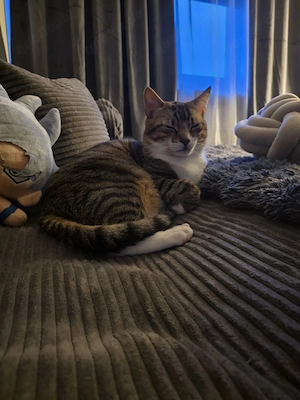 Verschmuster Kater 9 Monate 