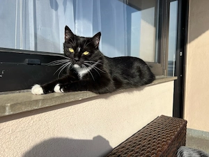 Zwei Hauskatzen- nur als Pärchen abzugeben!!!