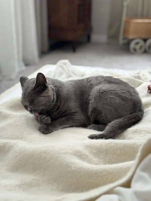 BKH Katze Katzendame 7 Jahre liebevoll wegen Allergie abzugeben