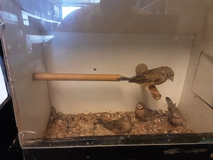 Bandfinken mit roten Band 