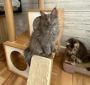    Süße Maine Coon Kitten suchen ein liebevolles Zuhause   