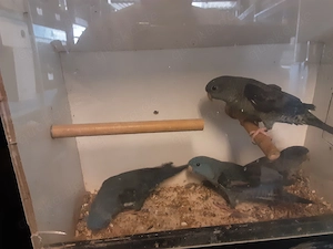 Katharinasittiche in verschiedenen Farben 