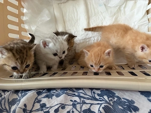  5 BKH baby Katzen zum verkaufen