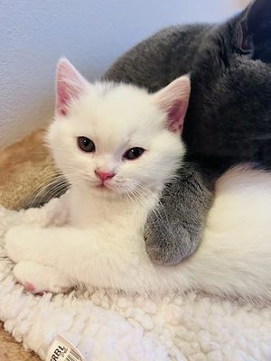 Britisch Kurzhaar Kitten 